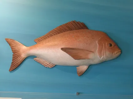 DSCF4975 fi11122404